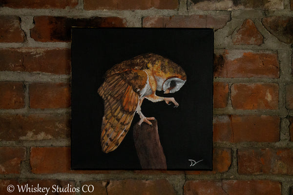 Barn yard owl